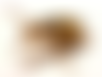 Living Bioweapon: The Bombardier Beetle