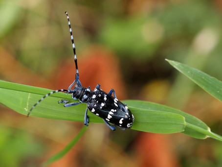 Invasive Insect from Asia: Citrus Longhorned Beetle