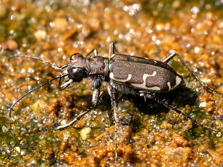 The Copper Track Medal for the Copper Tiger Beetle