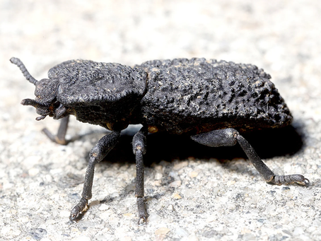 The Diabolical Ironclad Beetle