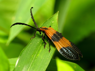 Captivating Capture: End-Banded Net-Winged Beetle