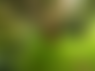 The Beetle with the Neckiest Neck: The Giraffe Weevil