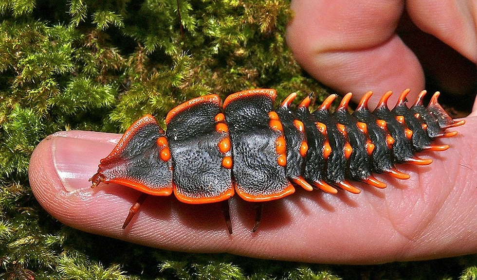 Trilobite Beetle, History Alive