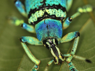 Is this the Name of a Jewelry Brand? Schönherr's Blue Weevil