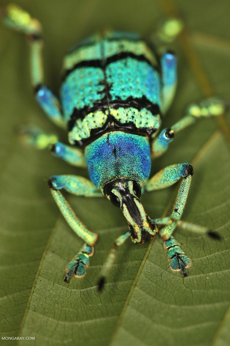 Is this the Name of a Jewelry Brand? Schönherr's Blue Weevil