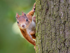 Chapter 3 - Racing Squirrels