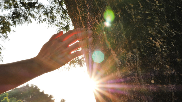 Closeup hand touching a tree trunk in the forest. Human is caring about nature and environ