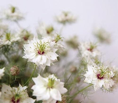 Thumbnail: Nigella