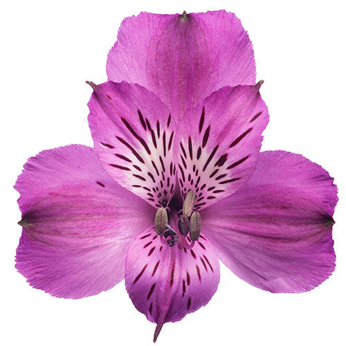 Thumbnail: Alstroemeria