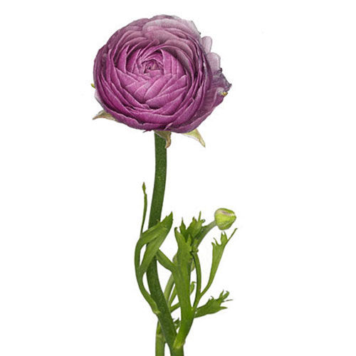 Thumbnail: Ranunculus