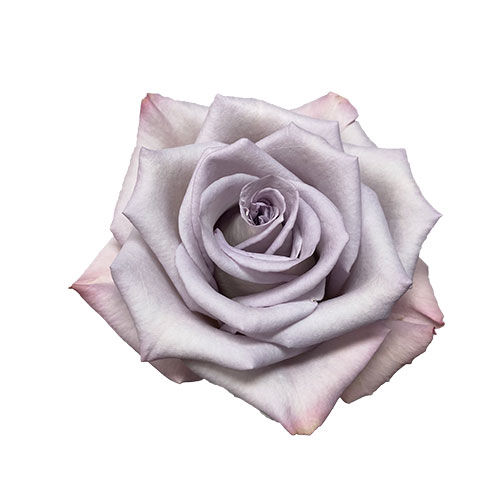 Thumbnail: Regular Roses