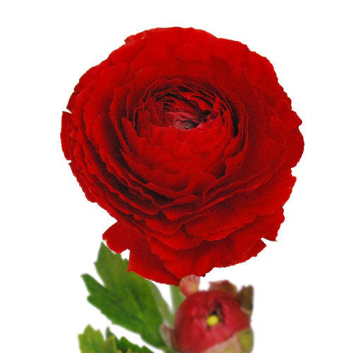 Thumbnail: Ranunculus