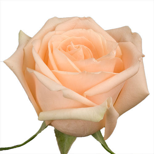 Thumbnail: Regular Roses