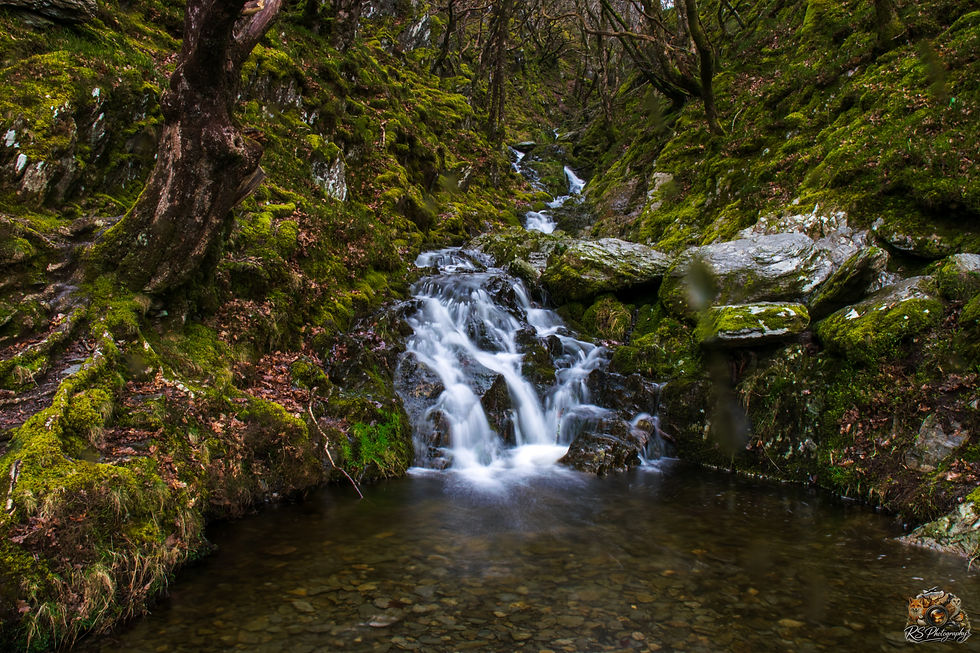 Woodland Cascade