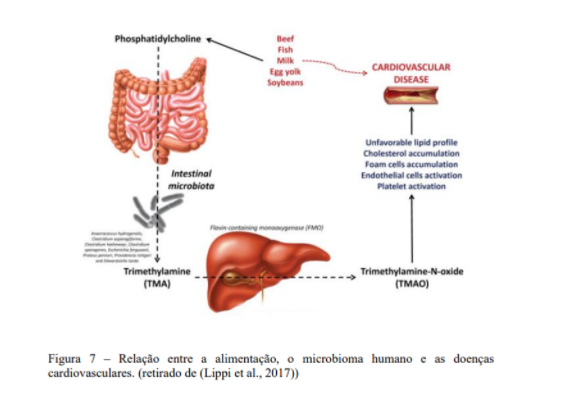 Relação entre a alimentação, o microbioma humano e as doenças cardiovasculares.
