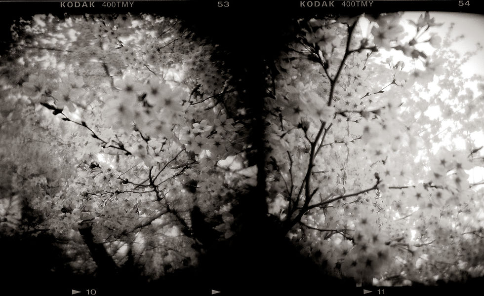 Cherry Blossoms