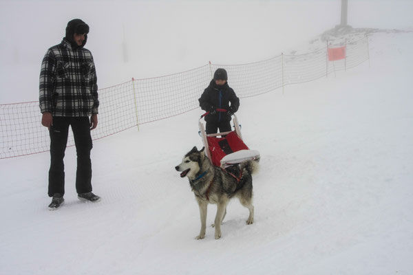 Balades en traineau a chien (7)