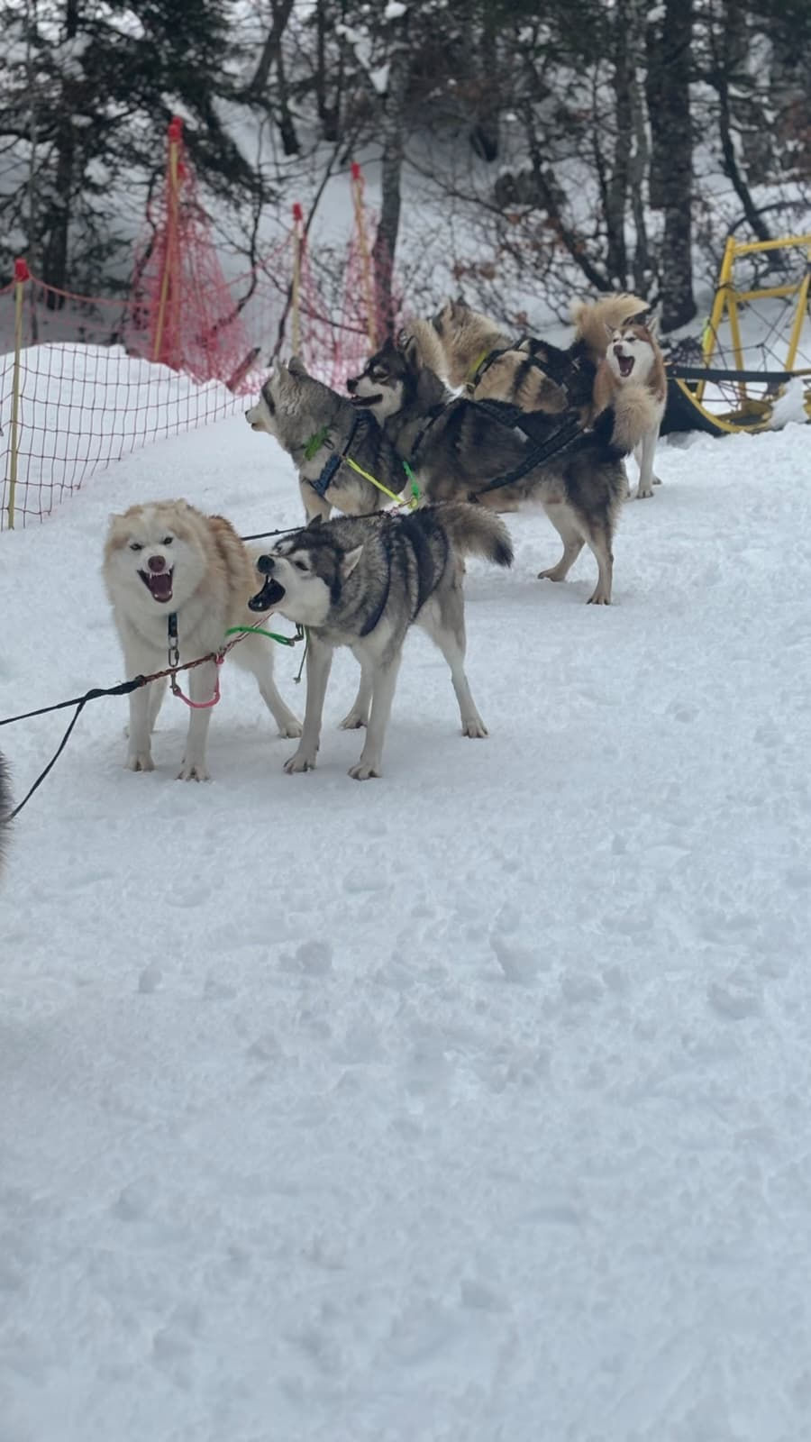 Balades en traineau a chien (31)