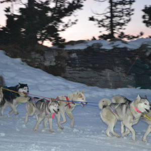 Aventures en traîneau à chiens