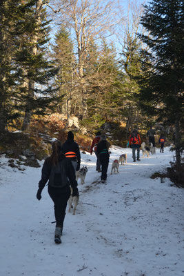 Randonnées canines (3)