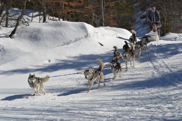Balades en traineau a chien (24)