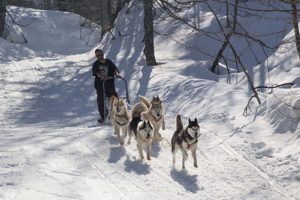 Balades en traineau a chien (20)