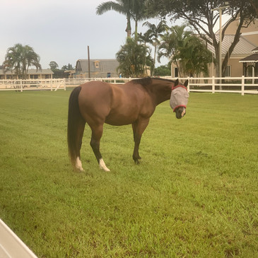 Cookie enjoying one of our large turnout fields.