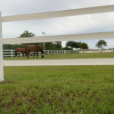 Dixie and Cookie enjoying one of our large turnout fields.