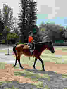 Strong Current Stables riders had a great time at Condee Farm’s Halloween show! Kali and Petunia experienced their first horseshow with a little help from Dixie and Cookie. Everyone had a great day, cute costumes and great rides. Kali was champion of walk trot and Petunia was reserve champion in a competitive walk trot crossrail division. After the show, everyone enjoyed a delicious lunch and some Halloween games! Looking forward to December’s Holiday show on the 21st.