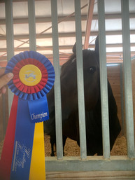 Oatmeal won his class at the horse show!
