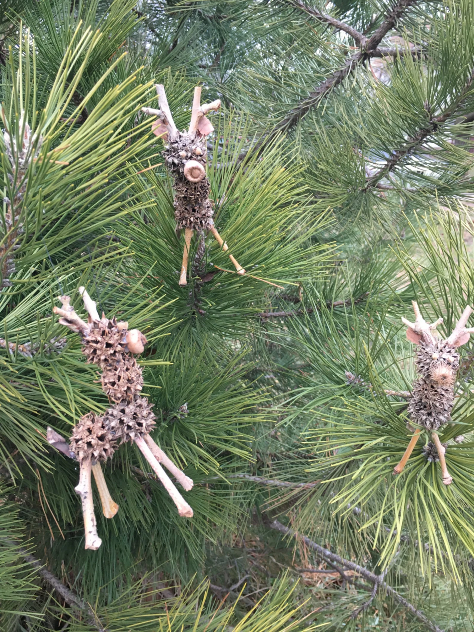 First Thursday - Nature Ornaments