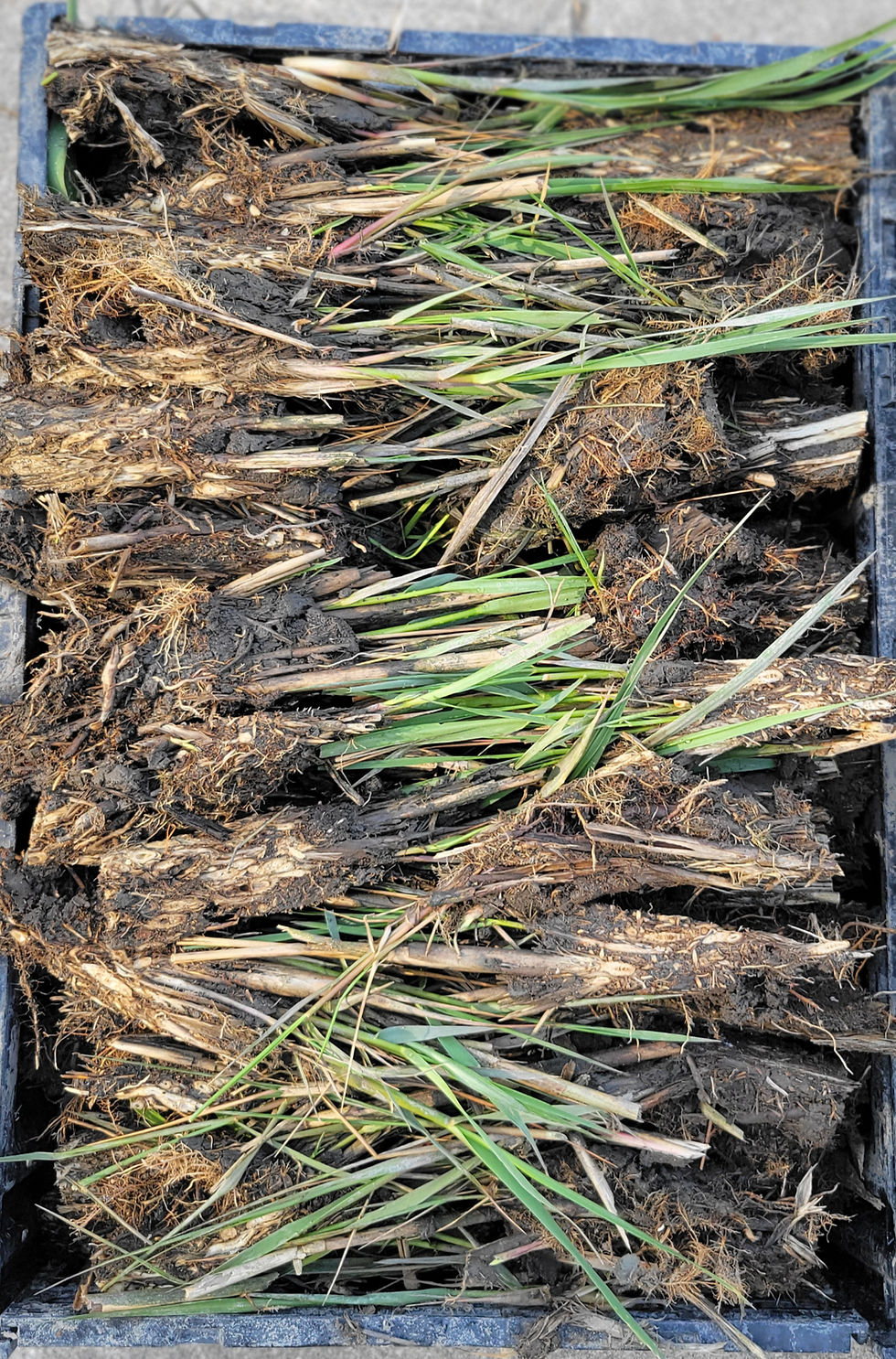 Thumbnail: Spartina Alterniflora (Smooth Cordgrass)