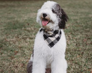 Sheepadoodle