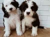 Sheepadoodle