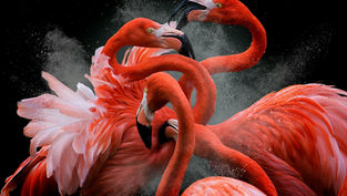 Siena: alla Fortezza Medicea apre la mostra “I Wonder If You Can”