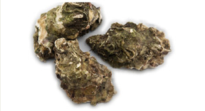 Screenshot 2023-03-13 at 21-47-57 Kings of Connemara - Products.png