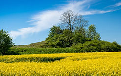 rapsbluete-ruegen.jpg