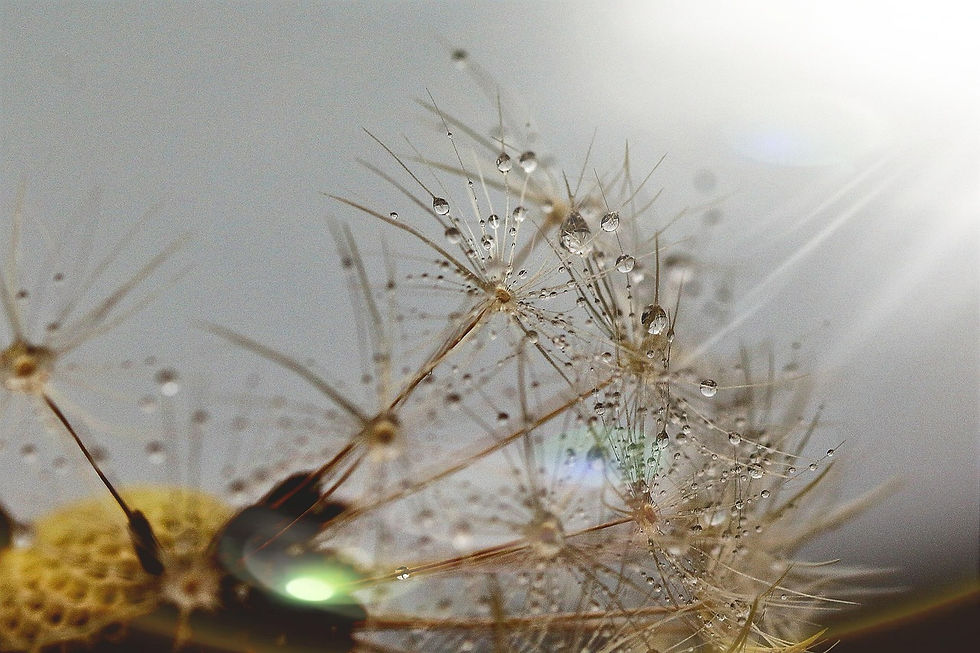 Streue bewusst den Samen der Veränderung - jetzt.