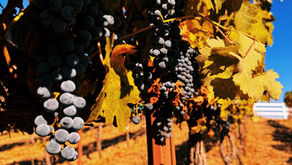 Behind the Vines | My Harvest Journey with Wiens Cellars