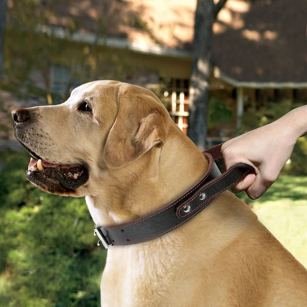 Miniatura: Leather-Dog-Collar-with-Handle