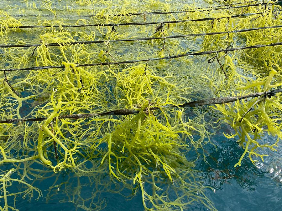 WhatsApp Image 2023-11-16 at 19.51.46.jpeg