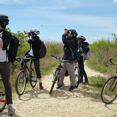 World Series of Birding photo