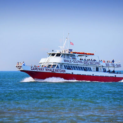 Boat & Nature Tours photo