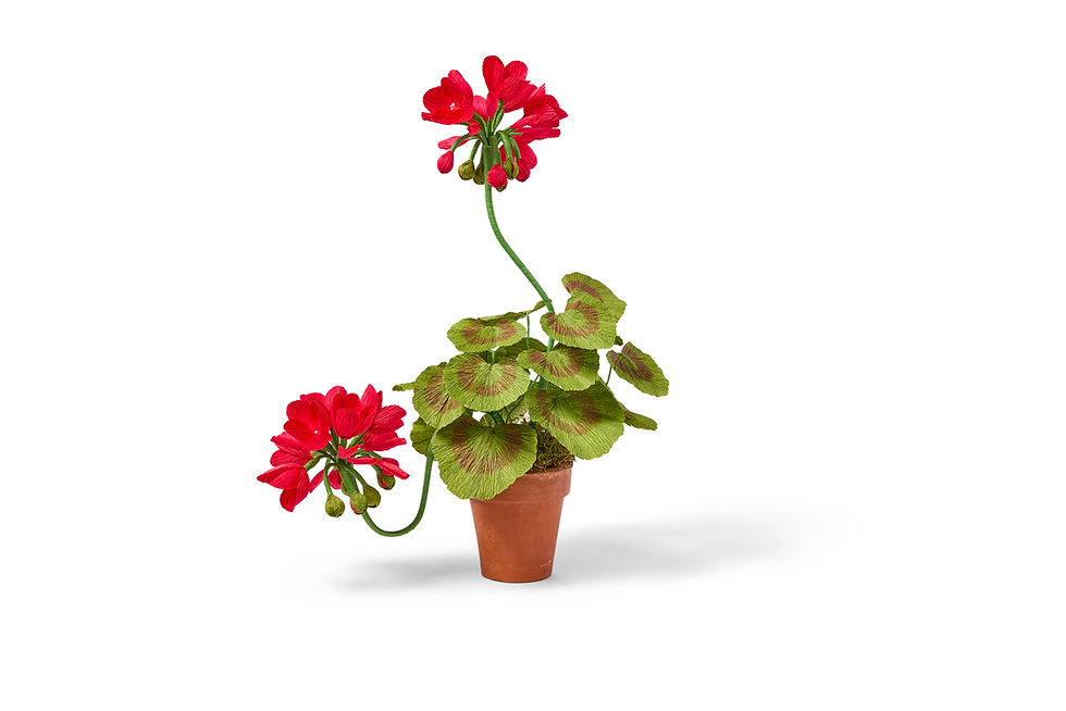 Thumbnail: Crimson Paper Flower Geranium in a Pot