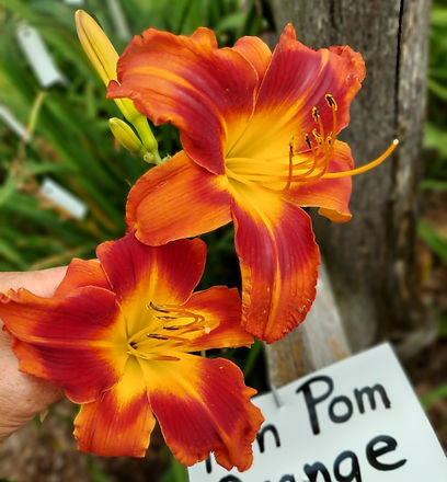 Pom Pom Orange.jpg