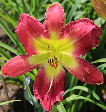 Big Hearted Bloke 25_edited.jpg