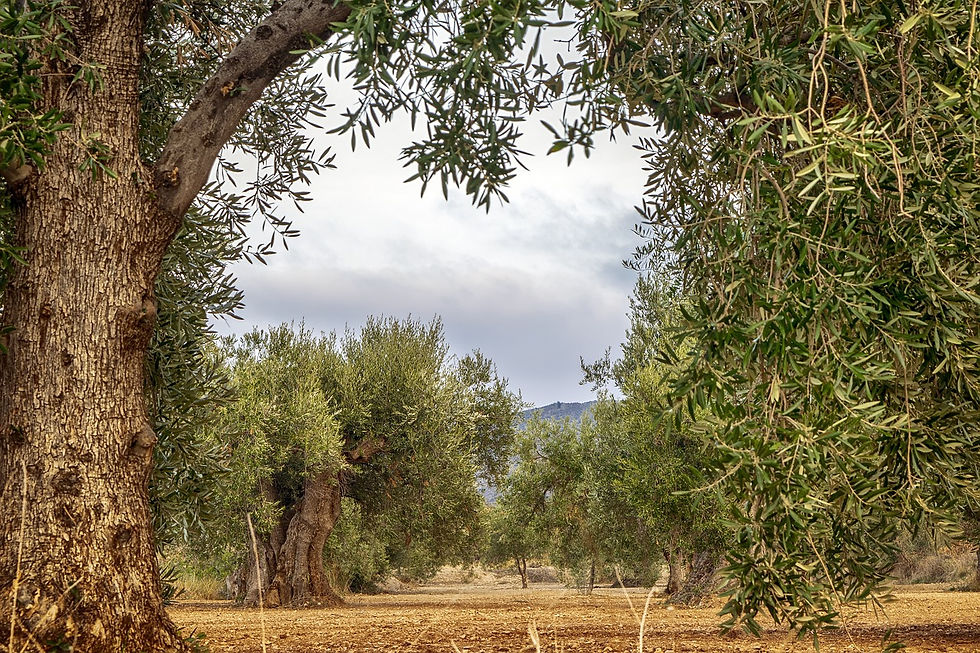 Discovery of the life cycle of olives in Provence with Virginie en Provence