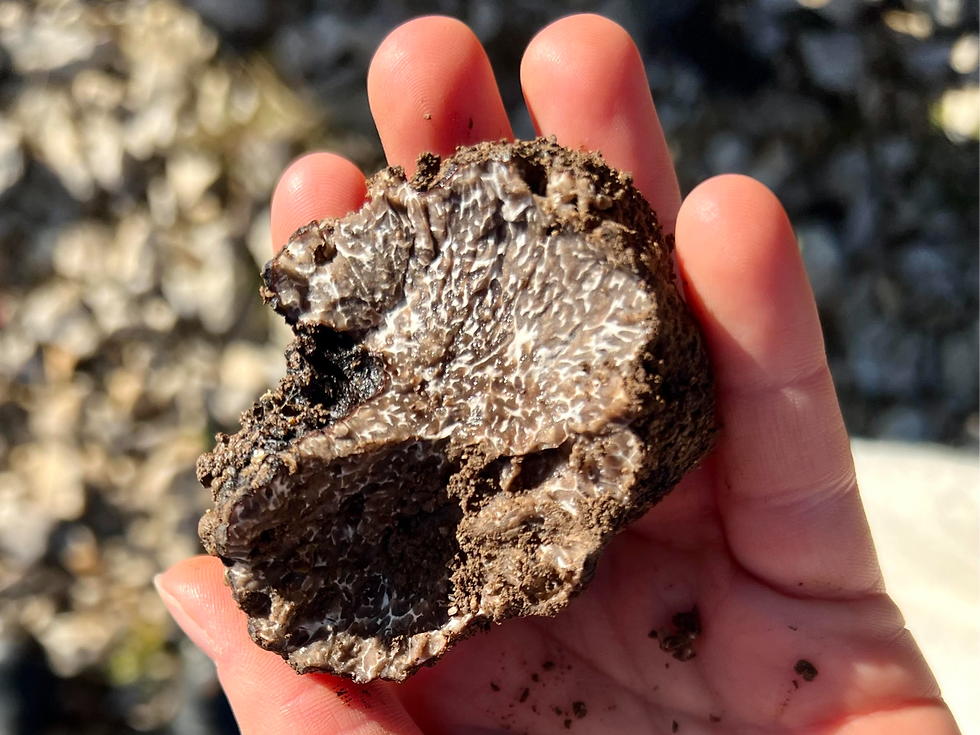 Truffe noire de Provence tenue dans la main par Emily, récoltée pendant la saison hivernale