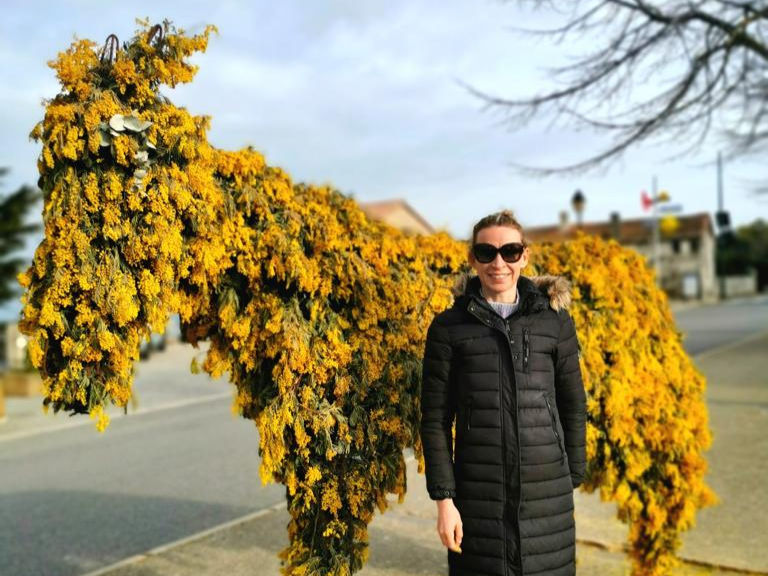 Tanneron, the mimosa village in Provence, with a donkey among the flowers