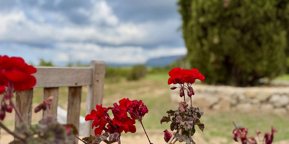 Fleurs avec paysage provençal en arrière-plan, nature et immersion en Provence